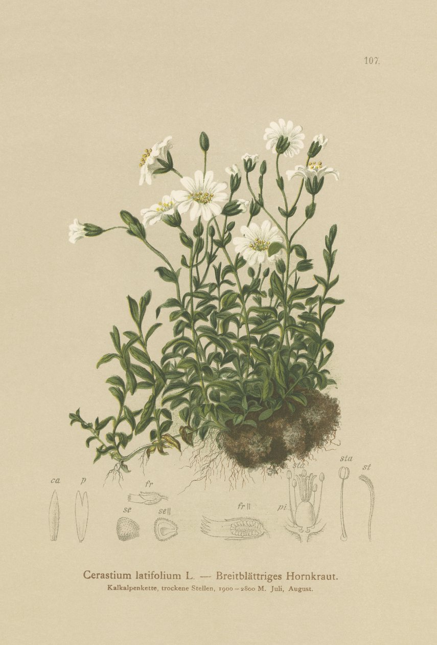 Bredbladet museøre (Cerastium latifolium) av German School
