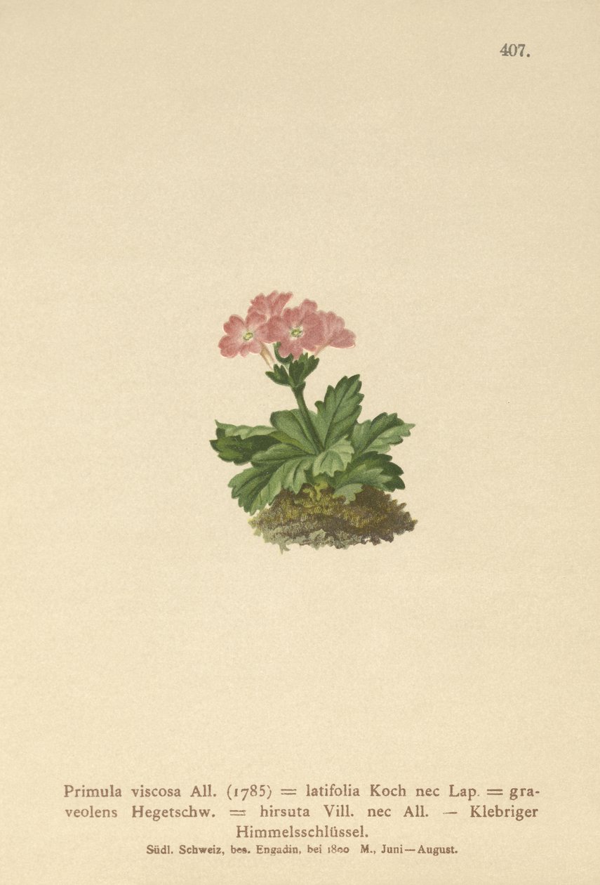 Bredbladet Primrose (Primula viscosa, Primula latifolia, Primula hirsuta) av German School