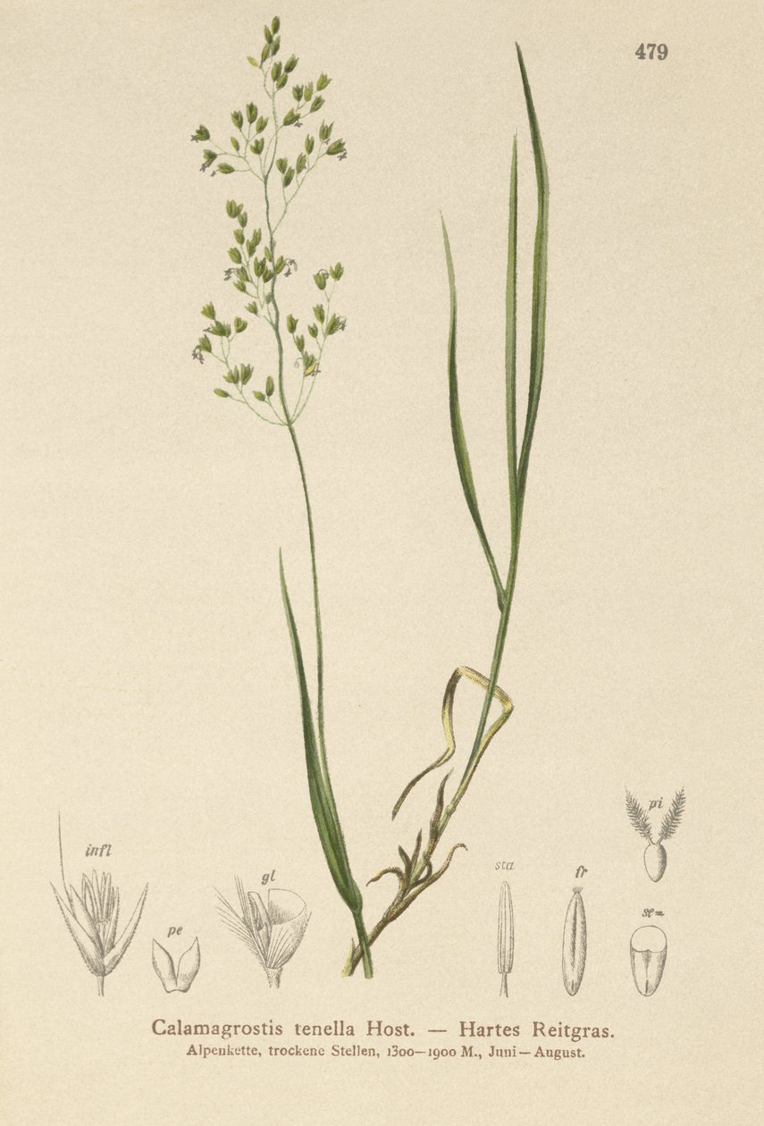 Brun bøyd (Agrostis schraderiana, Agrostis agrostiflora, Agrostis stricta, Agrostis vinealis, Calamagrostis tenella) av German School