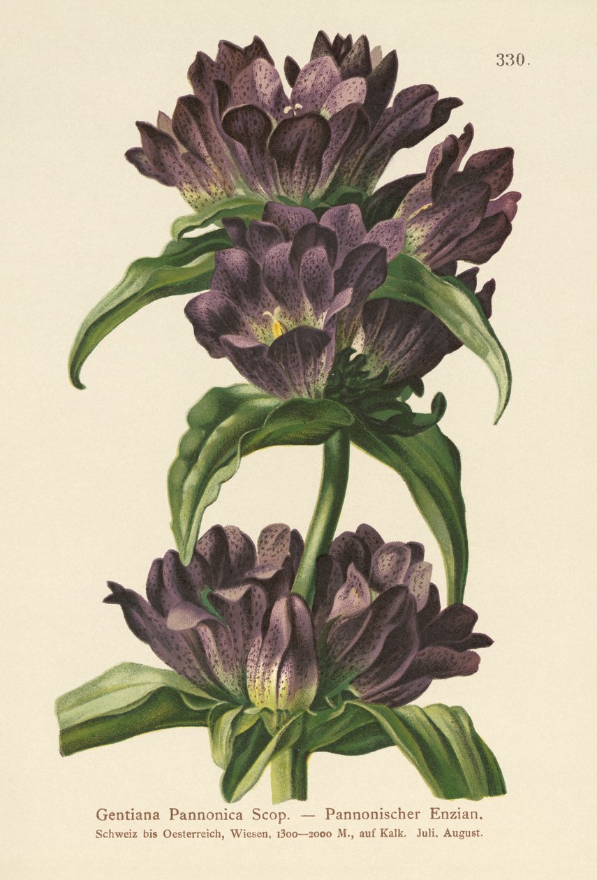 Brun Gentian (Gentiana Pannonica) av German School