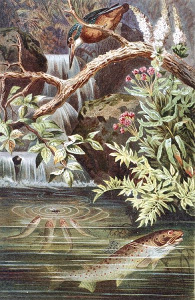 Ørret, tallerken fra "Brehms Tierleben: Allgemeine Kunde des Tierreichs", vol.8, s.338, utgitt av Bibliographisches Institut av German School