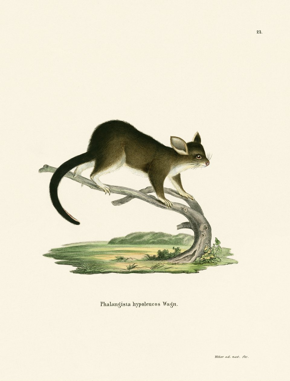 Børstehale Possum av German School