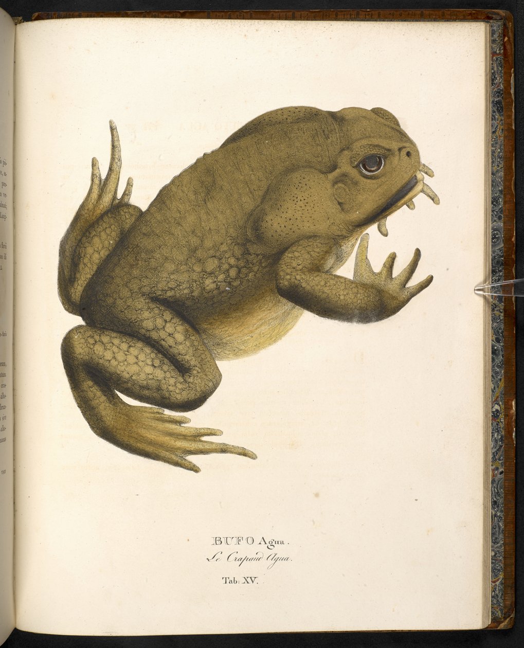 Bufo auga, stokkpadden eller gigantiske marinepadden, fra 
