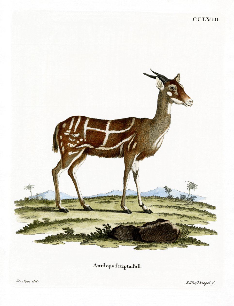 Bushbuck (farget gravering) av German School