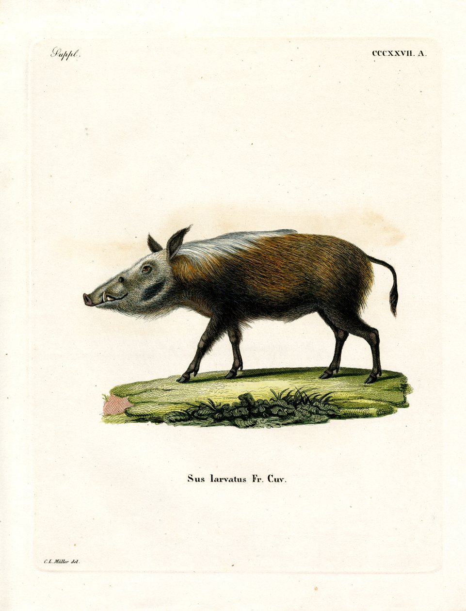 Bushpig (farget gravering) av German School