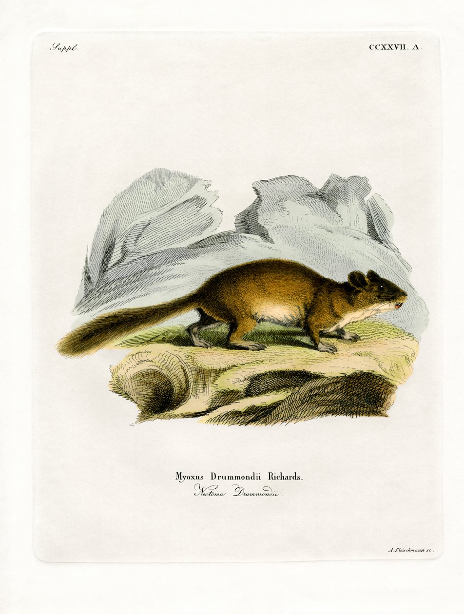 Bushy-tailed Woodrat (farget gravering) av German School