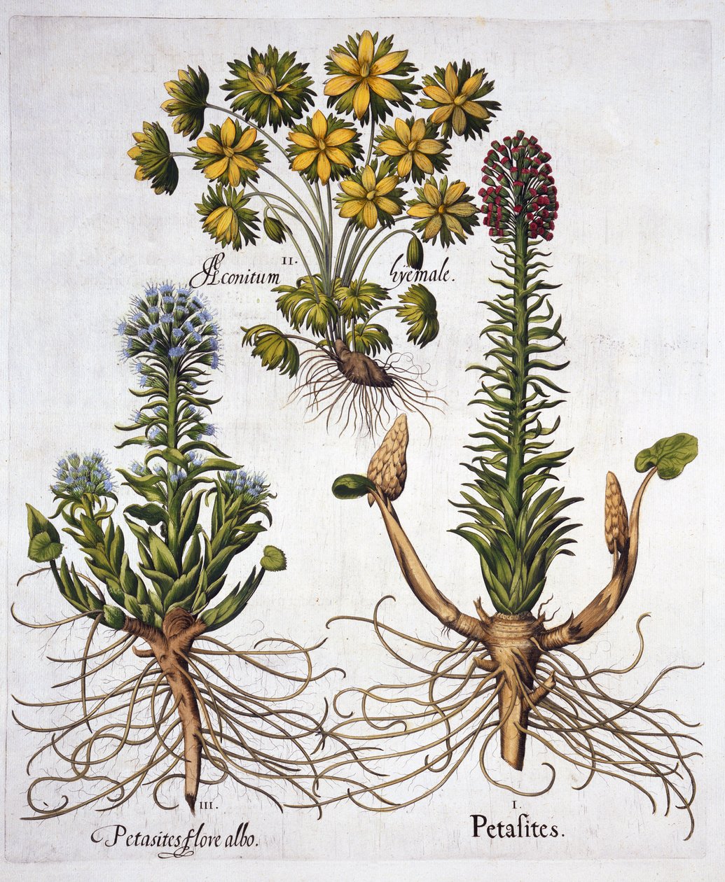 Butterburs and Winter Aconite, fra Hortus Eystettensis, av Basil Besler (1561-1629), pub. 1613 (håndfarget gravering) av German School