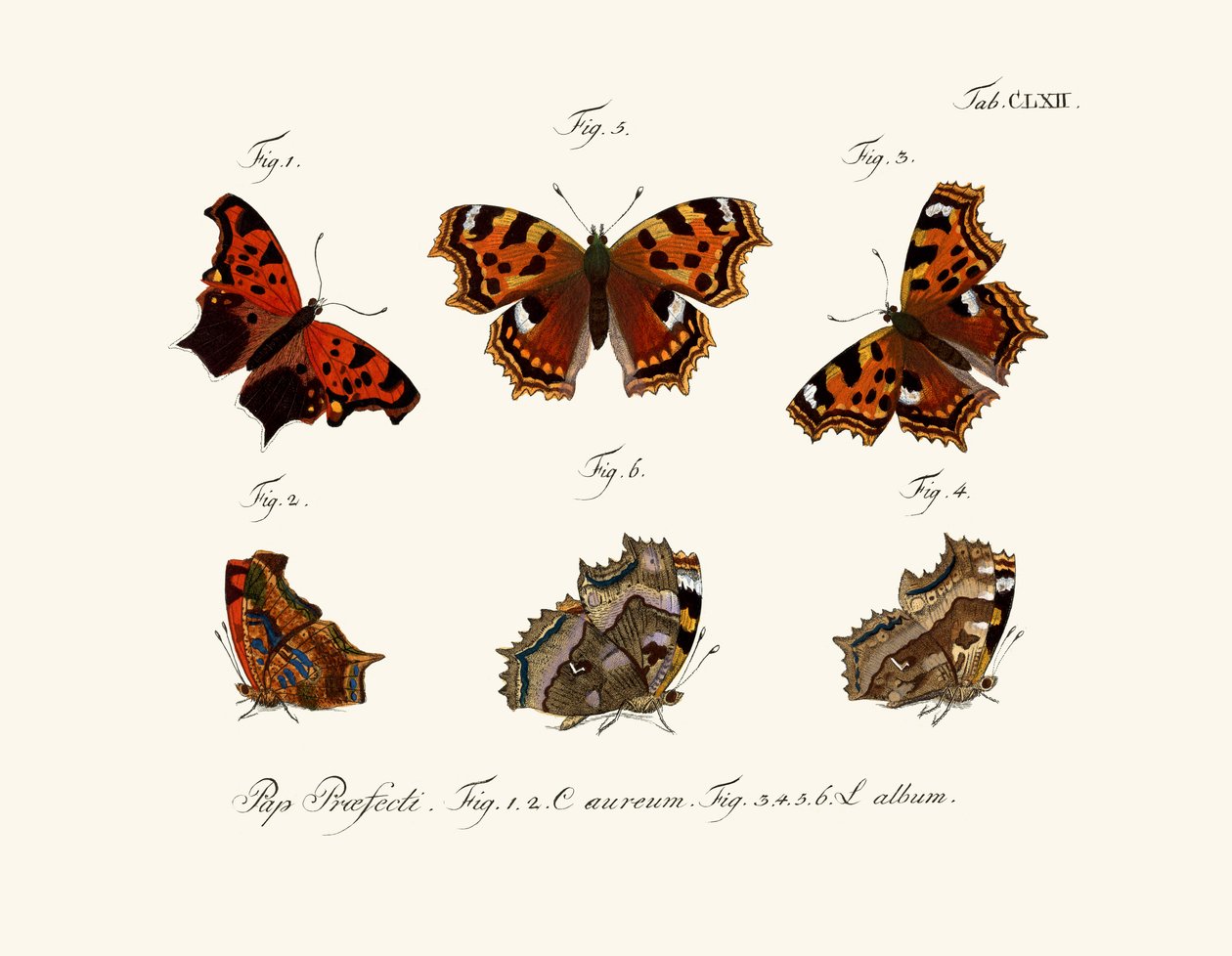 Sommerfugler, 1783-1806 av German School