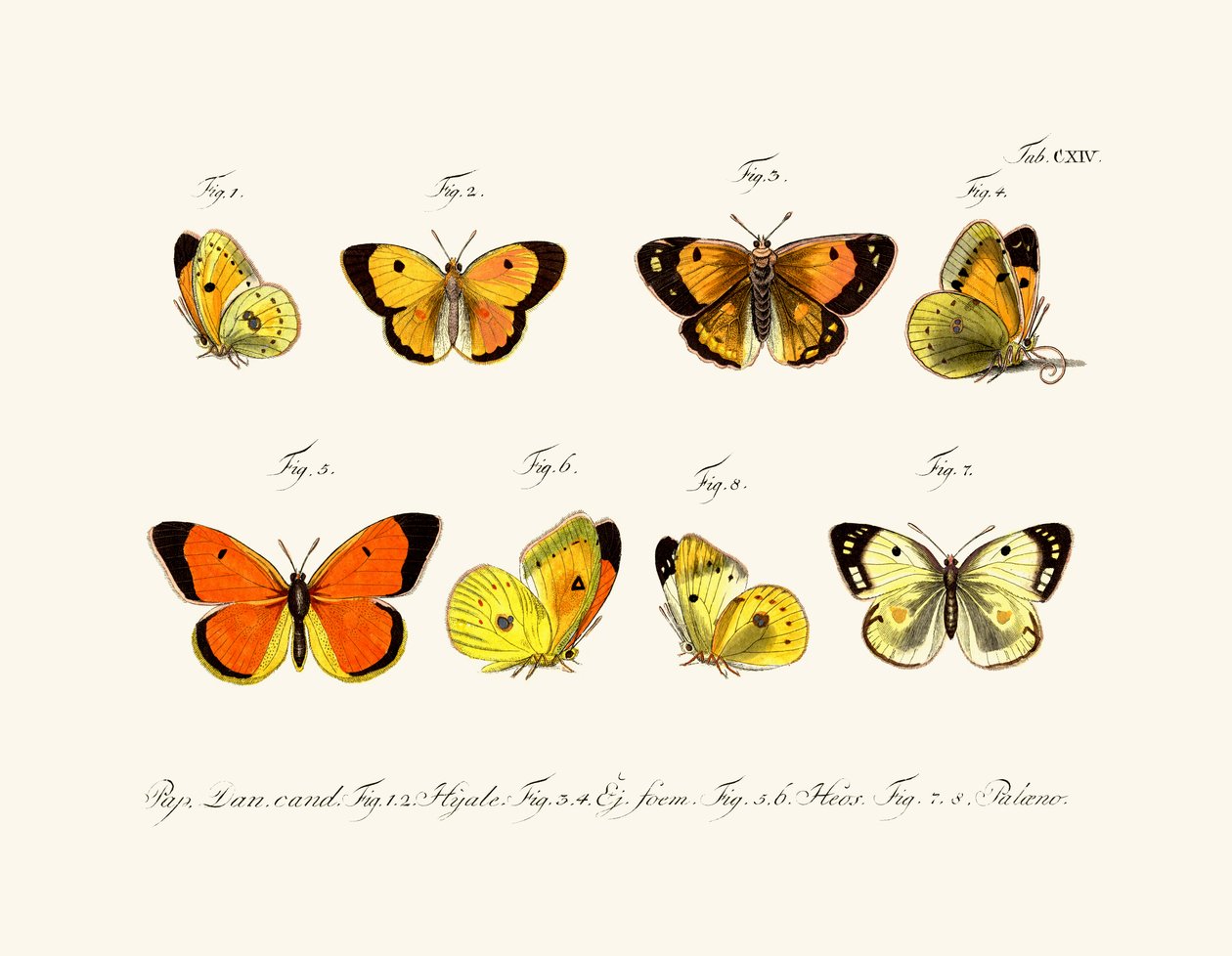 Sommerfugler, 1783-1806 av German School