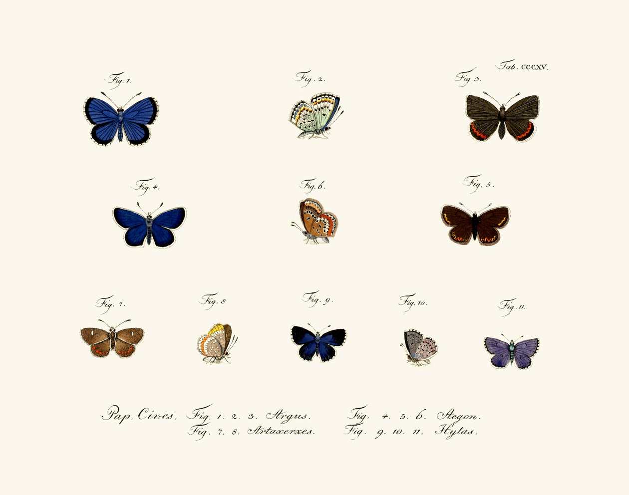 Sommerfugler, 1783-1806 av German School