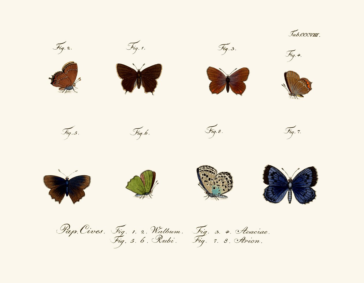 Sommerfugler, 1783-1806 av German School