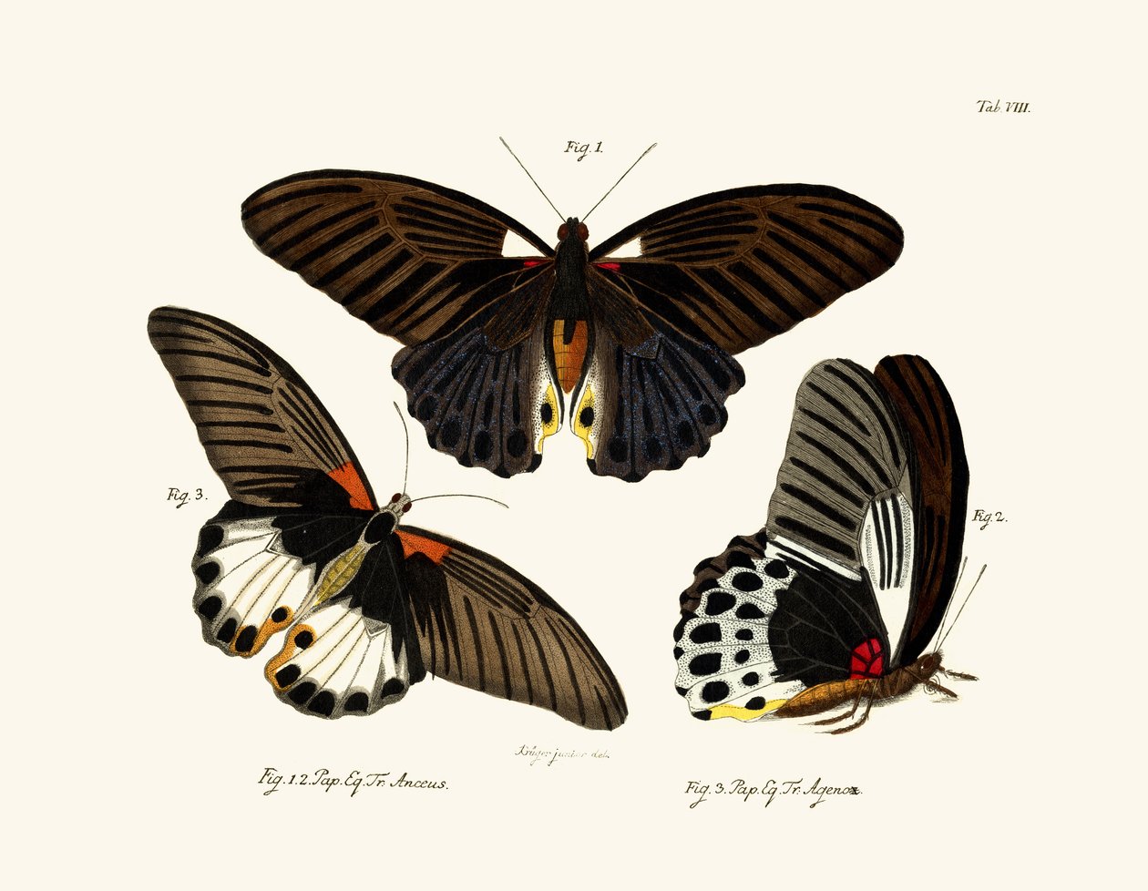 Sommerfugler, 1783-1806 av German School