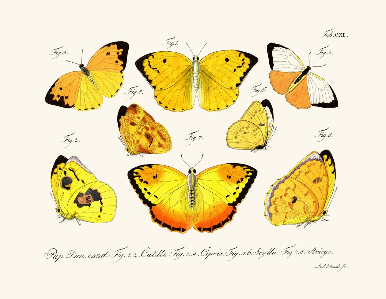 Sommerfugler, 1783-1806 av German School