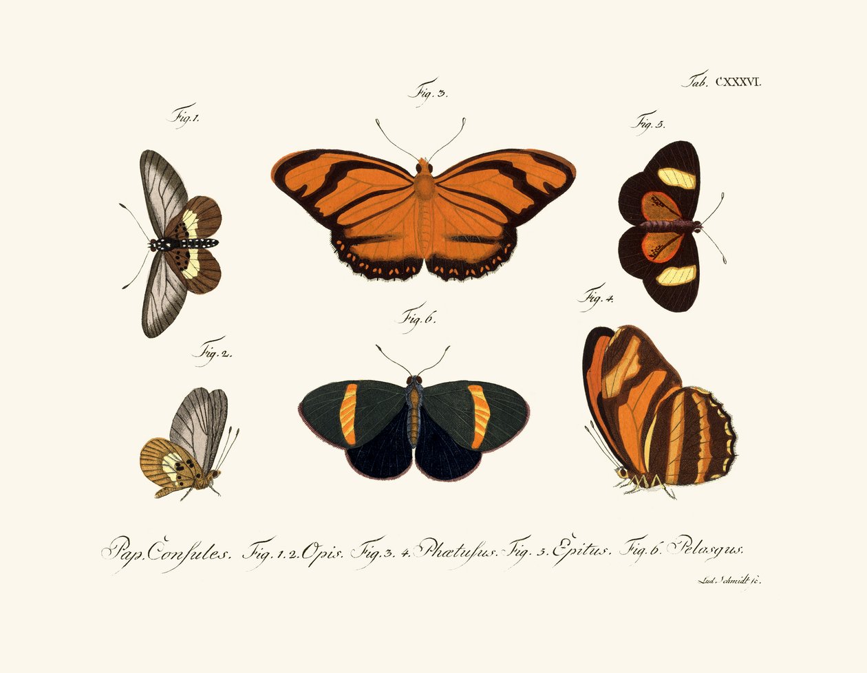 Sommerfugler, 1783-1806 av German School
