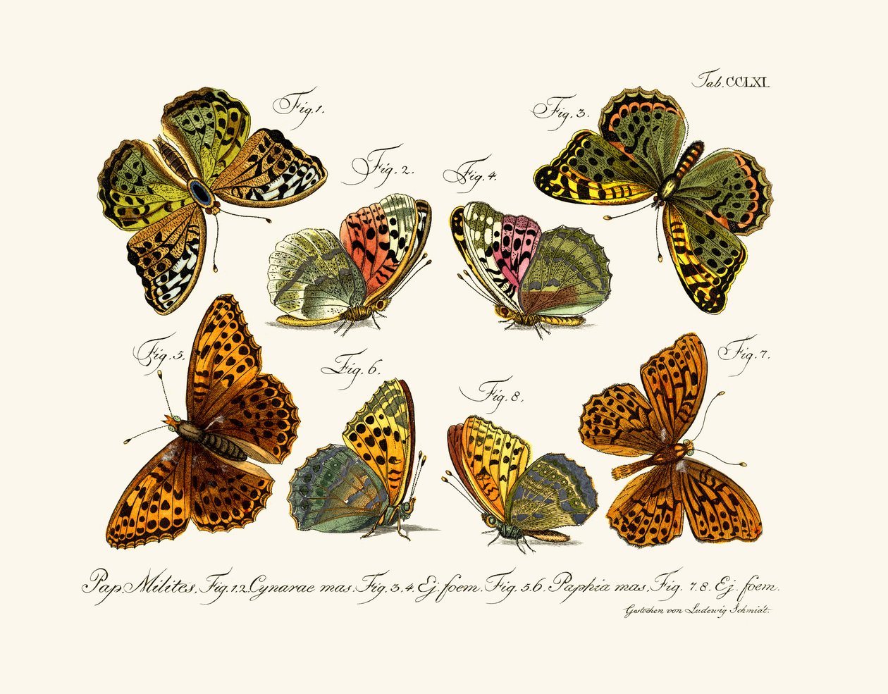 Sommerfugler, 1783-1806 av German School