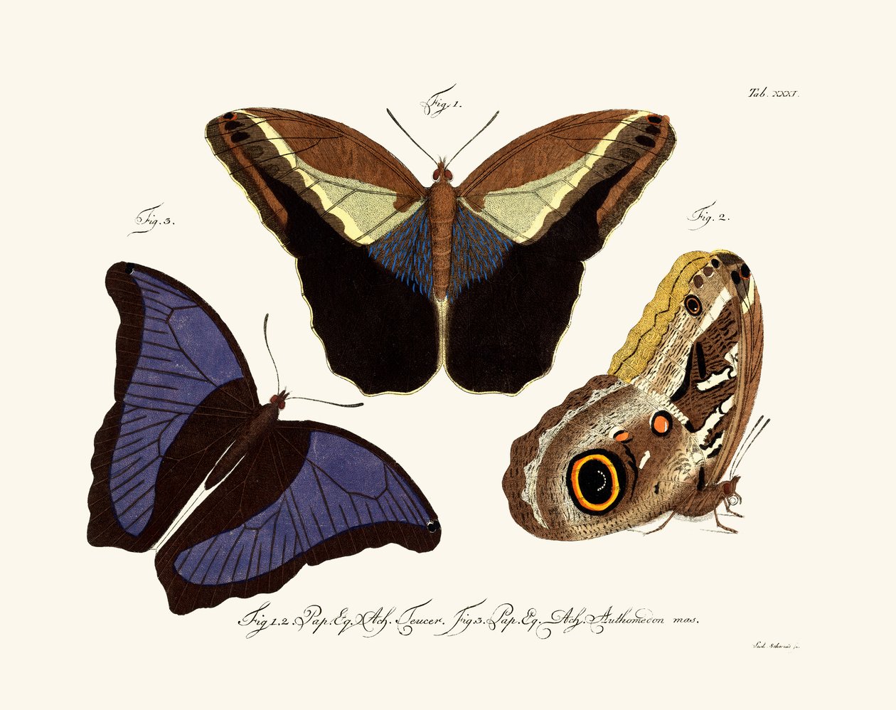 Sommerfugler, 1783-1806 av German School