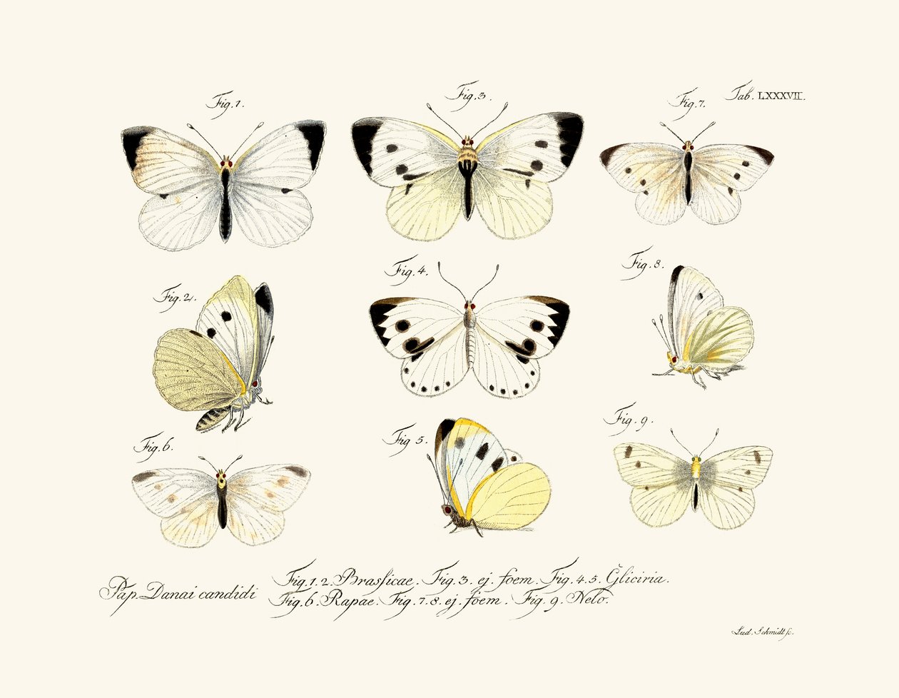 Sommerfugler, 1783-1806 av German School