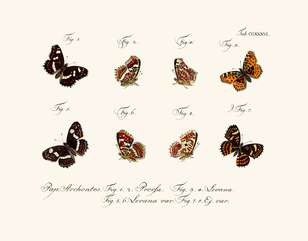 Sommerfugler, 1783-1806 av German School