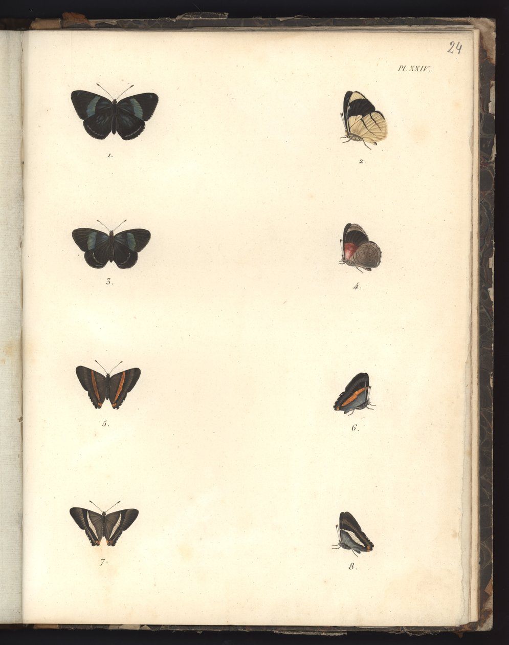 Butterflies, Pl. XXIV, illustrasjon fra kompendium over observasjon av zoologi og sammenlignende anatomi, laget i Atlanterhavet, i det indre av det nye kontinentet og i Sørsjøen i løpet av en av German School