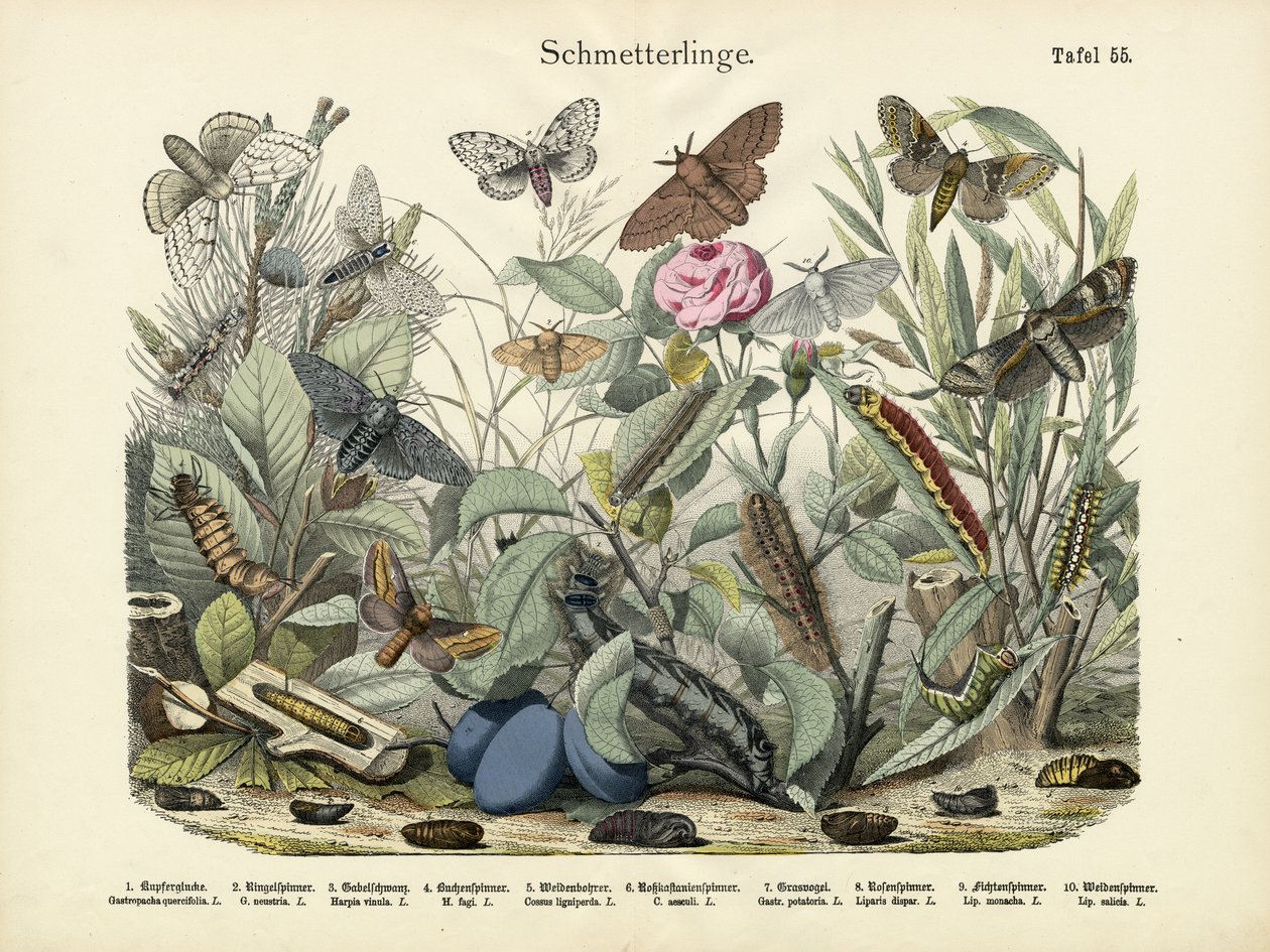 Sommerfugler, ca. 1860 av German School