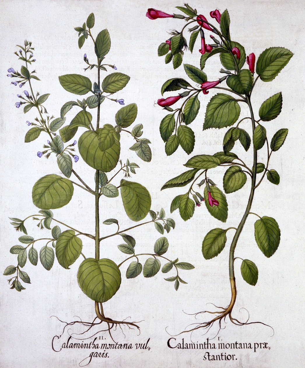 Calamints, fra Hortus Eystettensis, av Basil Besler (1561-1629), pub. 1613 (håndfarget gravering) av German School