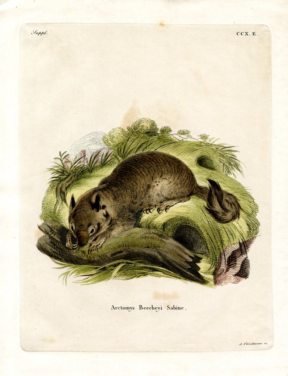 California Ground Squirrel (farget gravering) av German School