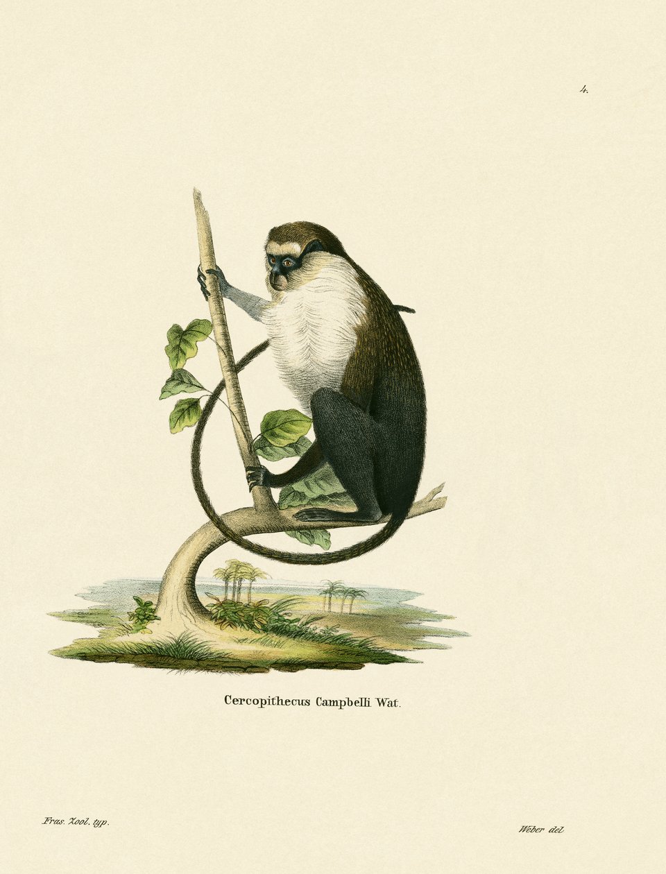 Campbells Mona Monkey av German School