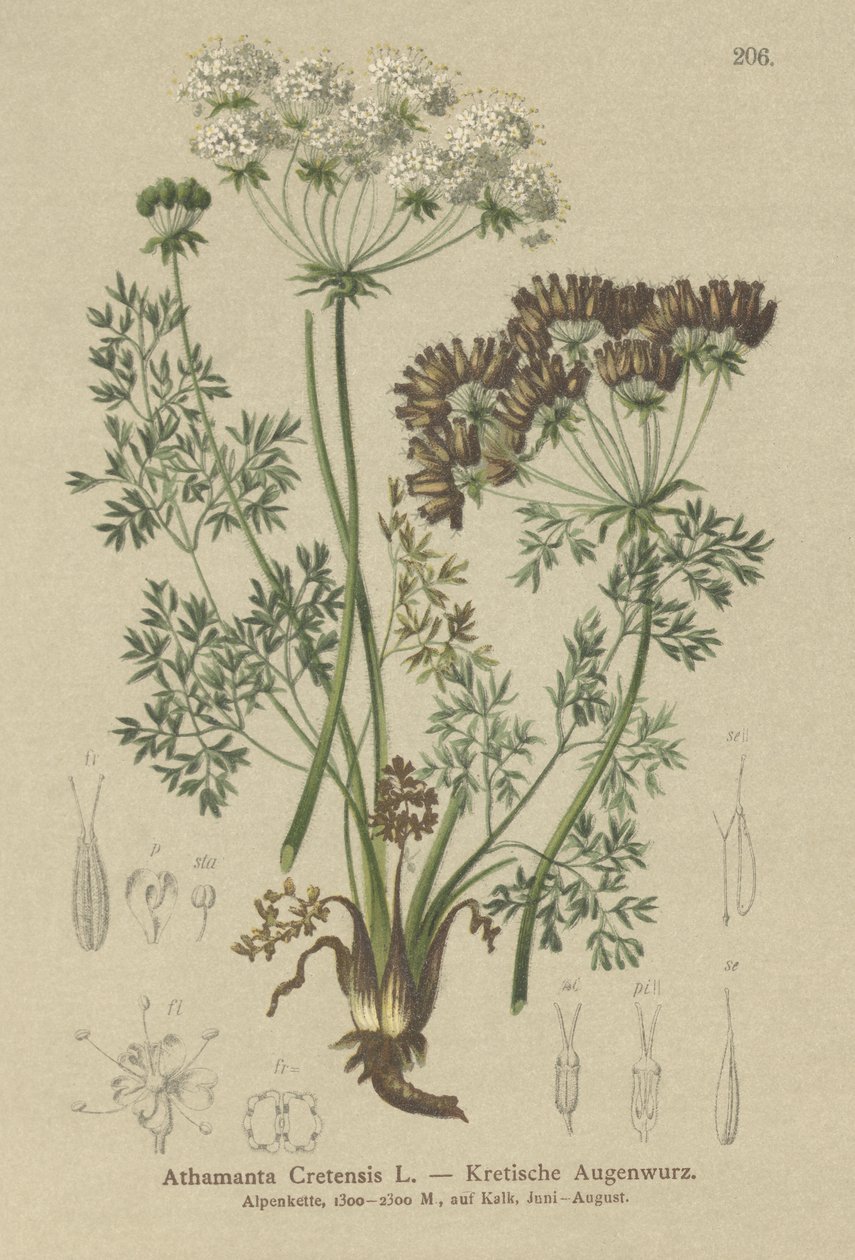 Godterigulrot (Athamanta Cretan) av German School