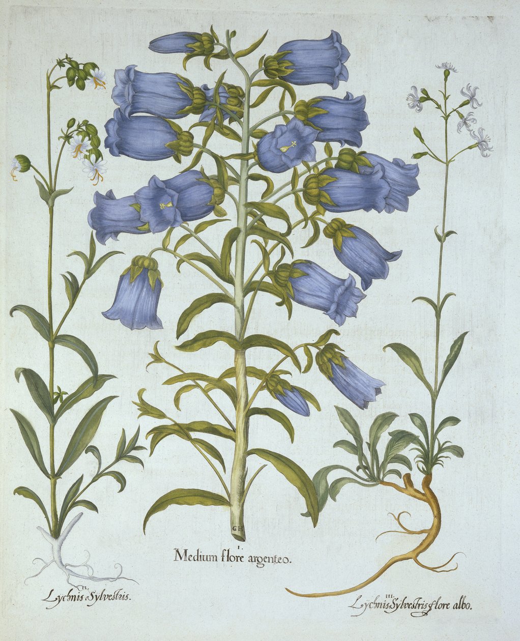 Canterbury Bells, White Bladder Campion, Nottingham Catchfly, fra Hortus Eystettensis, av Basil Besler (1561-1629), pub. 1613 (håndfarget gravering) av German School