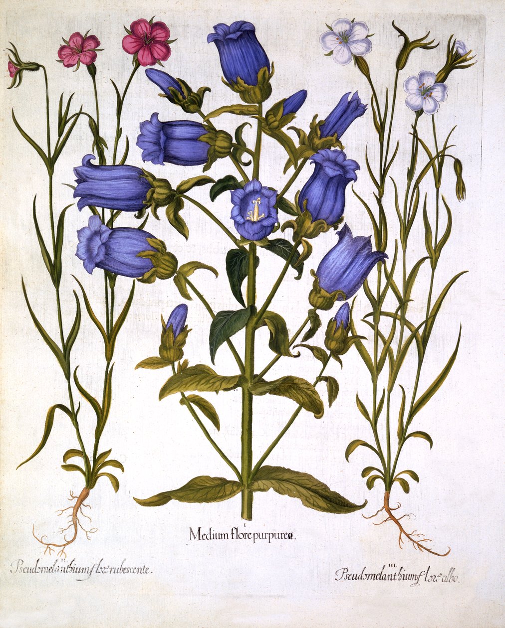 Canterbury Bells, and Corn Cockles, fra Hortus Eystettensis, av Basil Besler (1561-1629), pub. 1613 (håndfarget gravering) av German School
