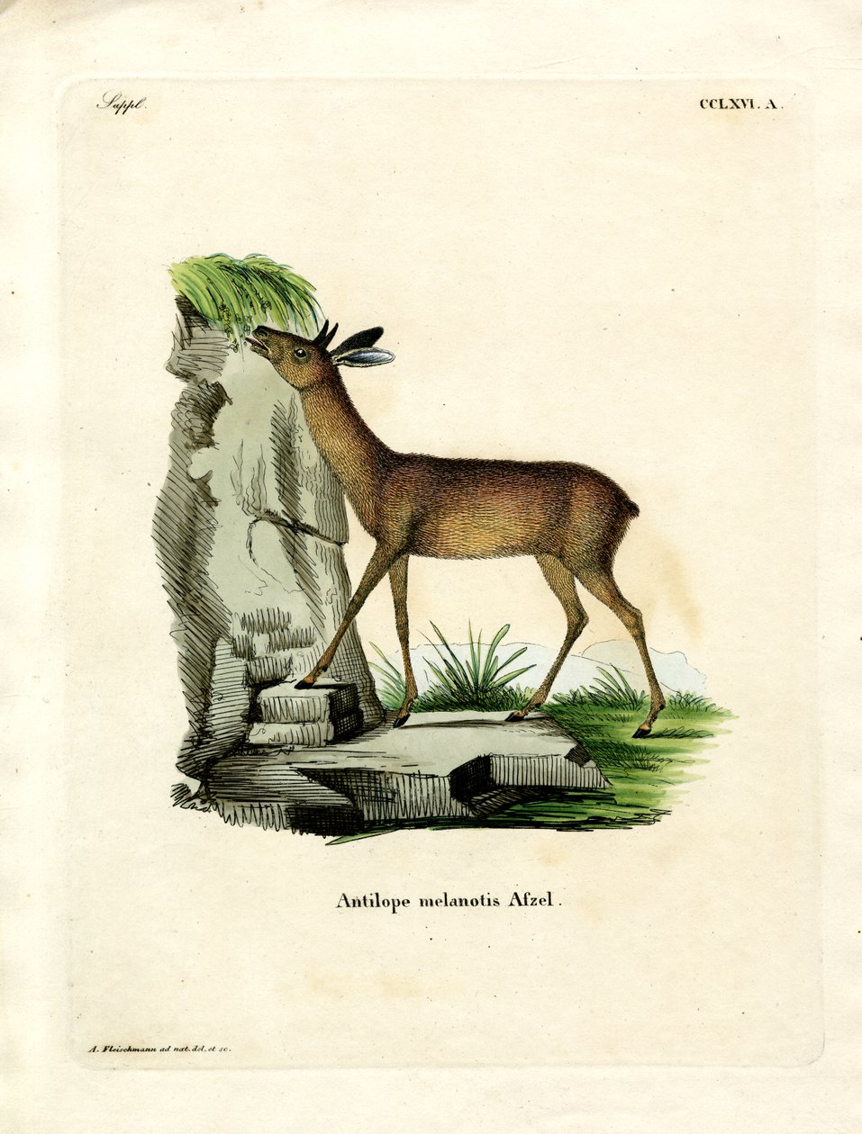 Cape Grysbok (farget gravering) av German School