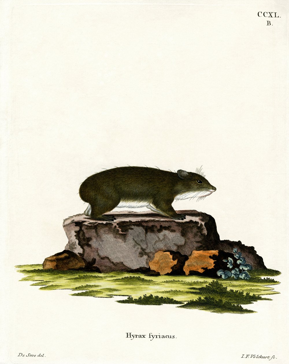 Cape Hyrax (farget gravering) av German School