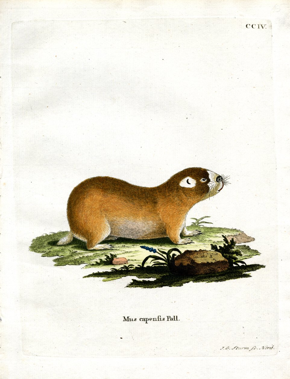 Cape Mole Rat (farget gravering) av German School