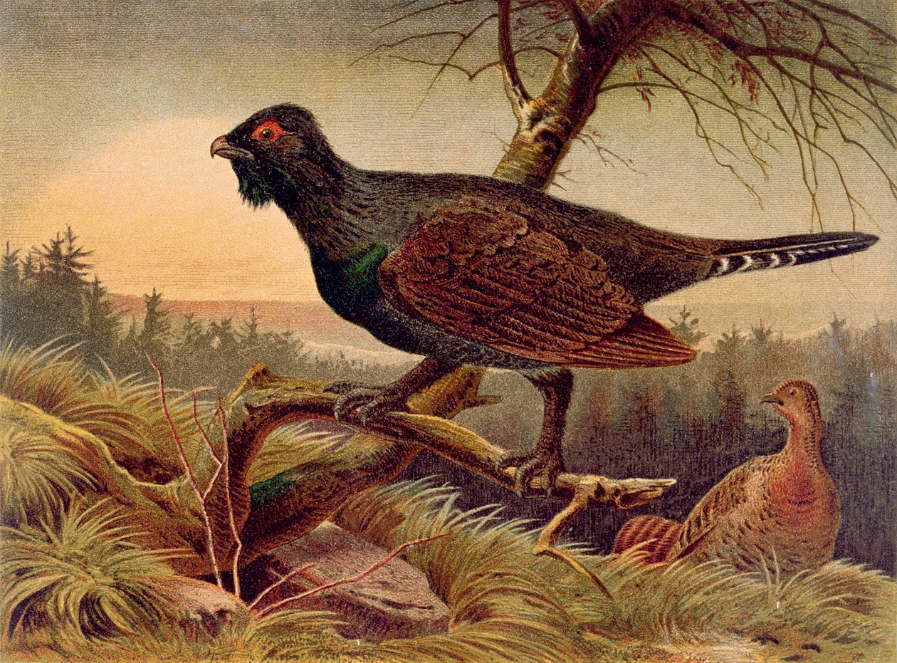 Capercaillie, tallerken fra Brehms Tierleben: Allgemeine Kunde des Tierreichs, vol. 5, s.474, utgitt av Bibliographisches Institut, 1892 av German School