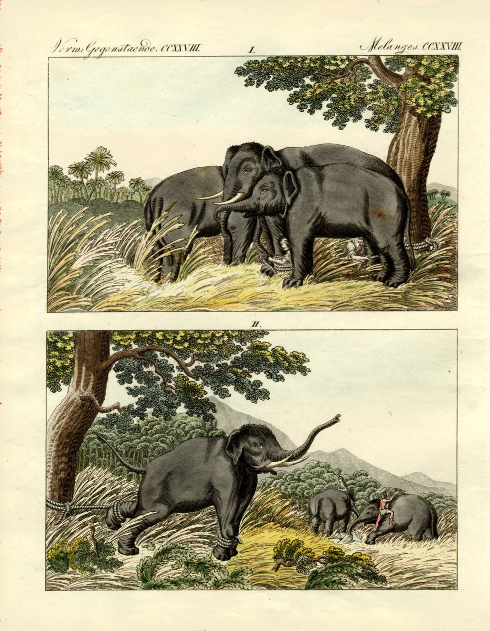 Fangst av elefanter av lokkeelefant (farget gravering) av German School