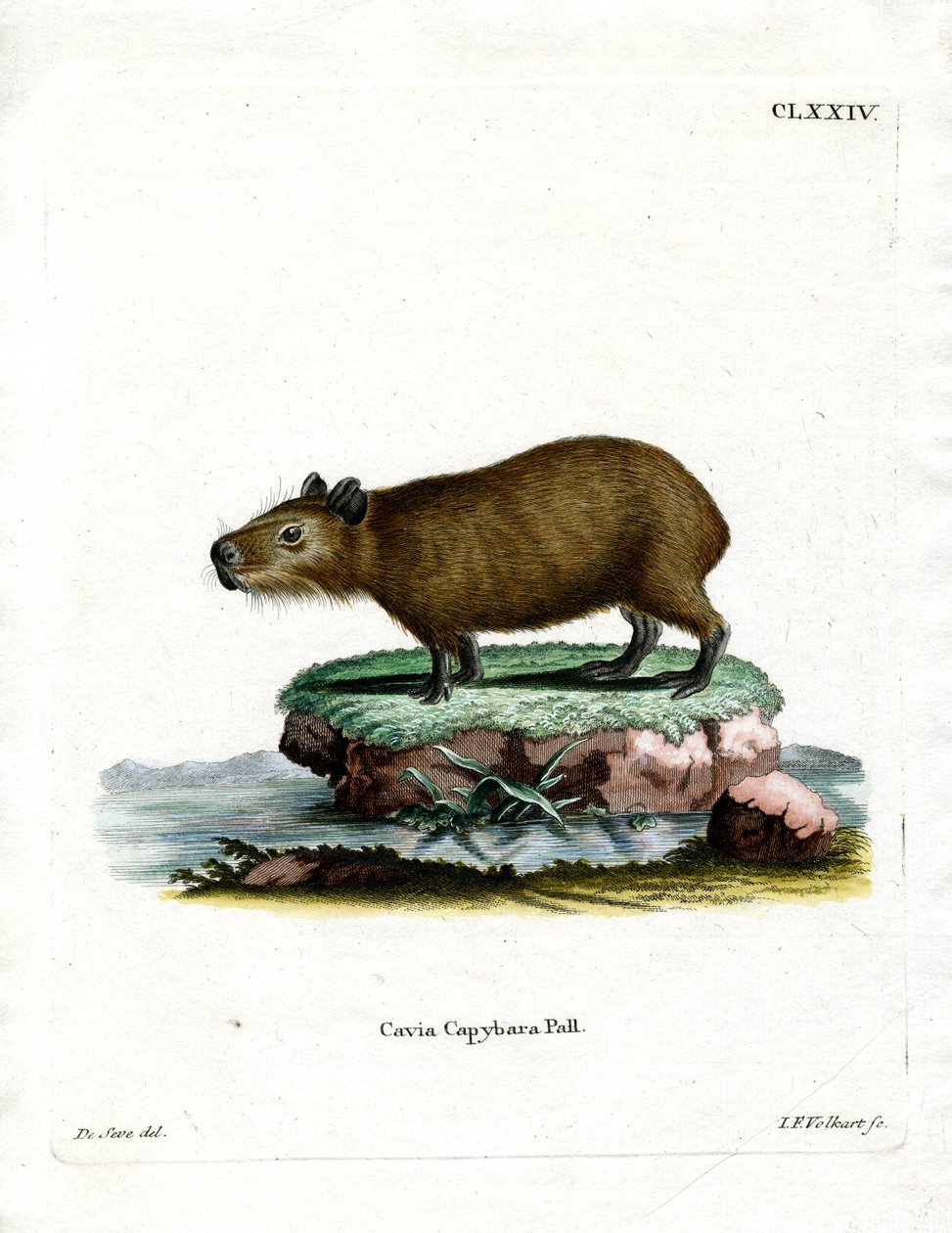 Capybara (farget gravering) av German School