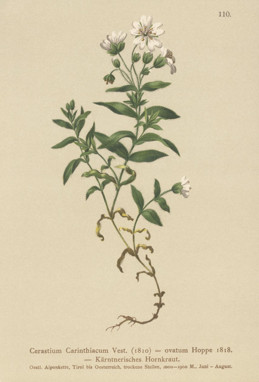 Kärntens museøre (Cerastium Carinthiacum, Cerastium ovatum) av German School