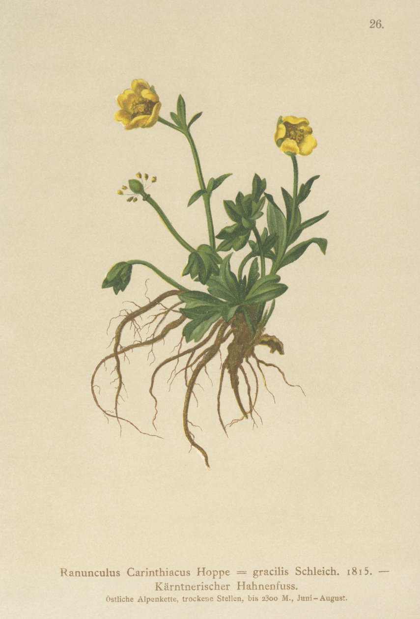 Kärntens ranunkel (Ranunculus Carinthiacus, Ranunculus gracilis) av German School