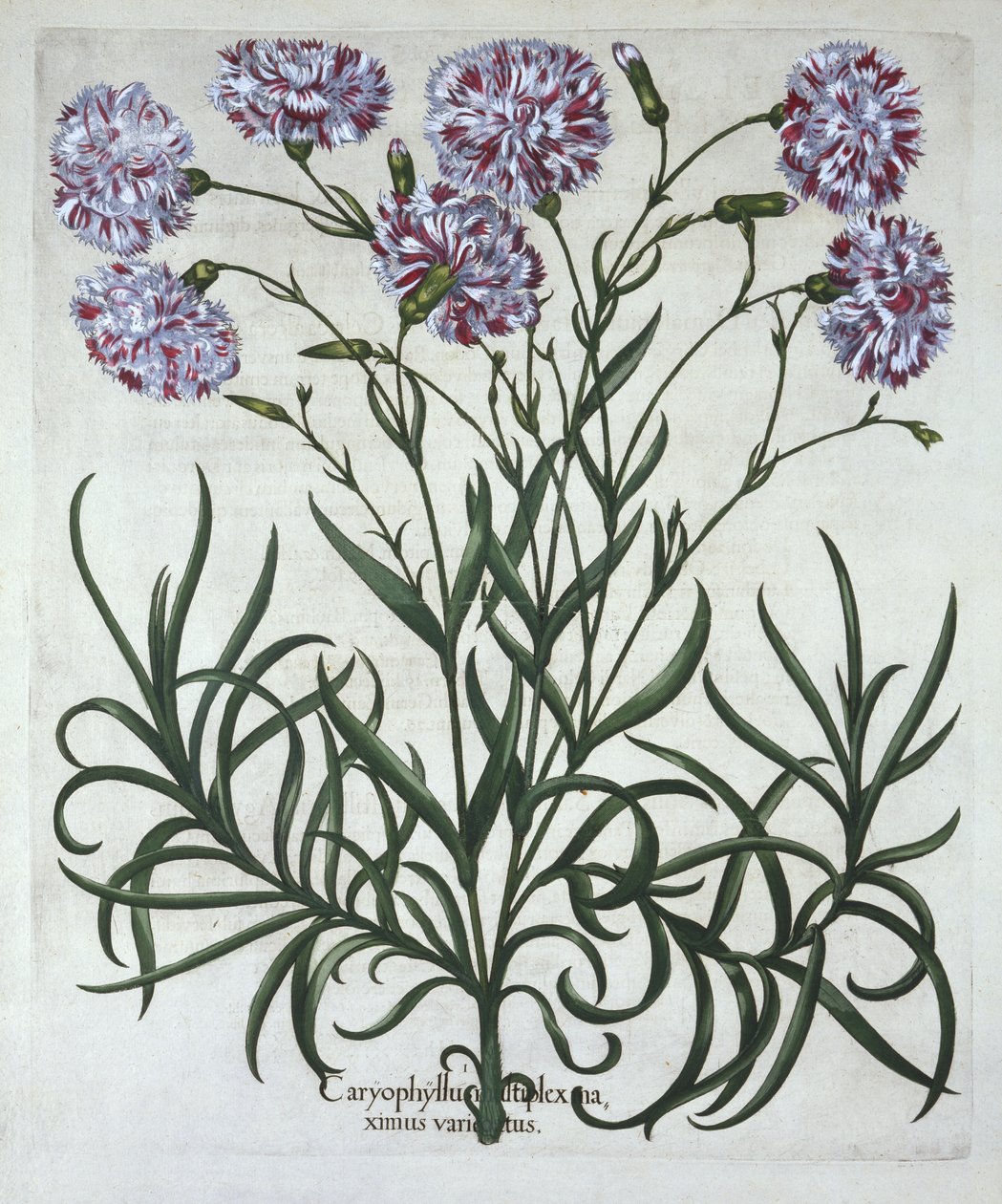 Nellik, fra Hortus Eystettensis, av Basil Besler (1561-1629), pub. 1613 (håndfarget gravering) av German School