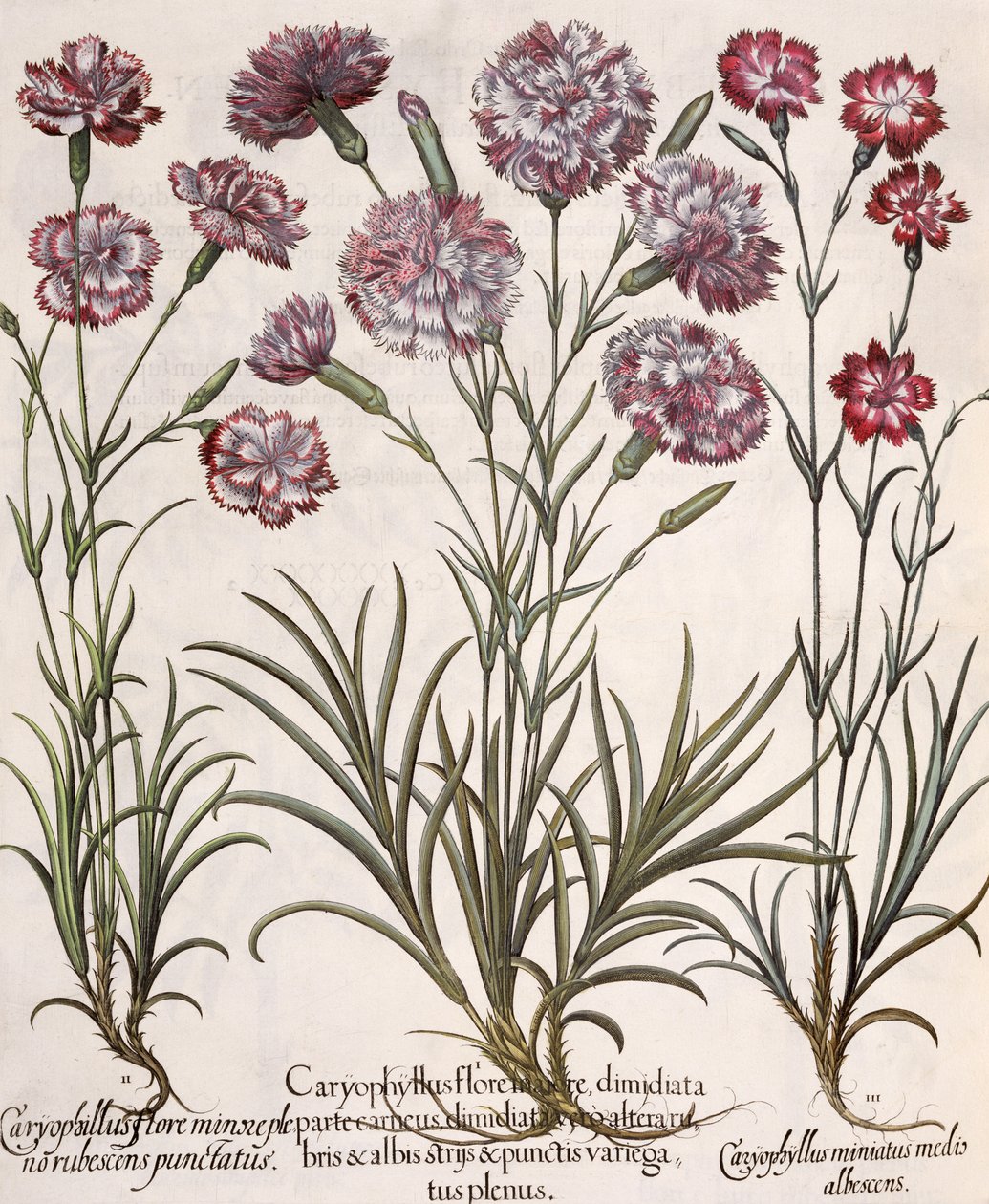 Nelliker: 1.Caryophyllus major-blomst; 2. Caryophyllus mindre enn fullblomst, rødspiss; 3.Caryophyllus miniatus medis albescens, fra Hortus Eystettensis av Basil Besler (1561-1629), pub. av German School