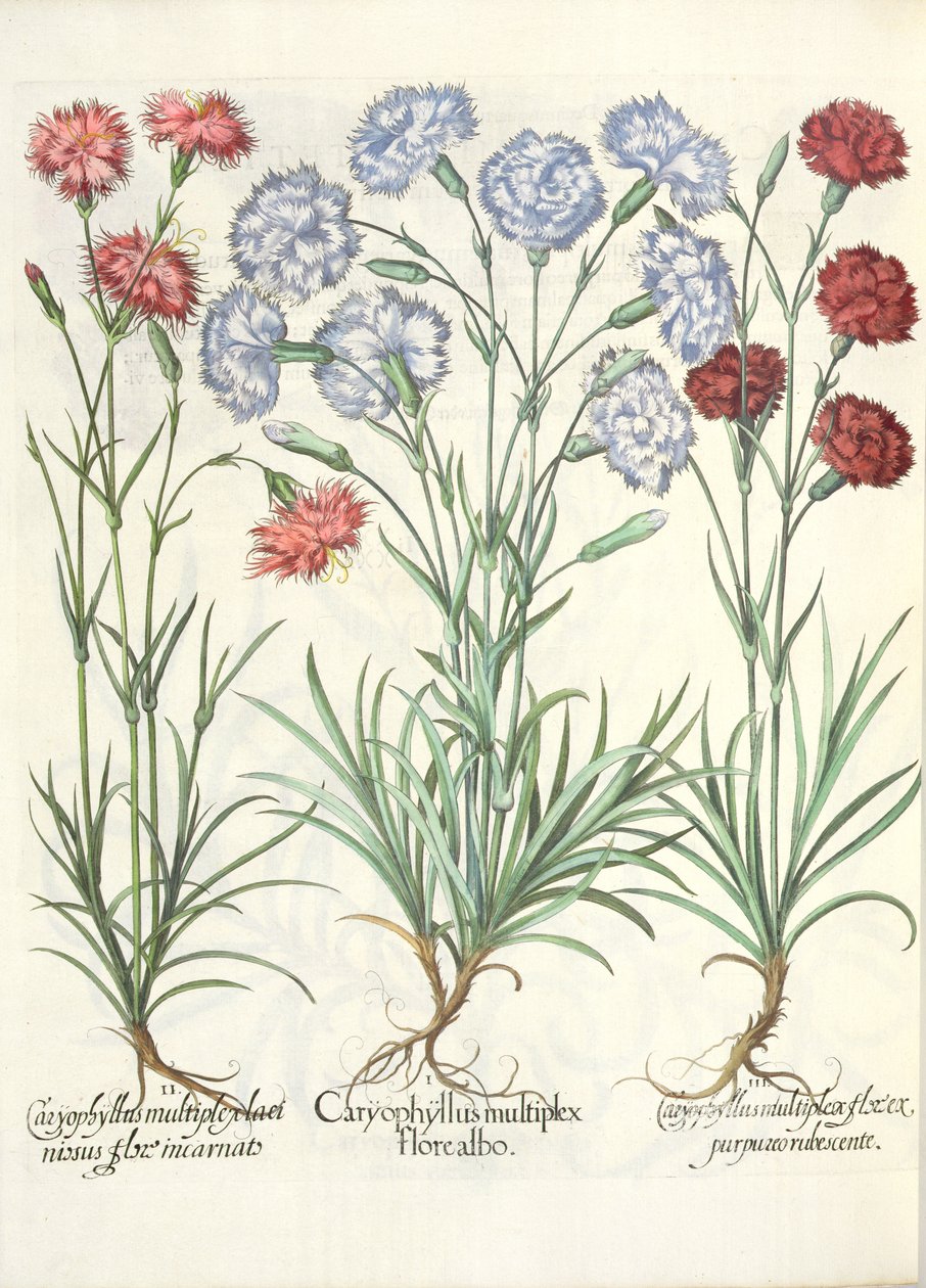Nelliker: 1.Caryophyllus med flere hvite blomster; 2.Caryophyllus en flerfoldig, lacinous blomst inkarnert; 3.Caryophyllus flere blomster av rødlig lilla, fra hagen til Eystettensis av Basil Besler av German School