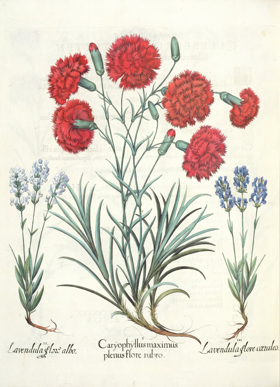 Nelliker og lavendel: 1.Caryophyllus maximus full av røde blomster; 2. Lavandula hvit blomst; 3. Lavandula ceruleo flore, fra Hortus Eystettensis av Basil Besler (1561-1629), pub. 1613 av German School