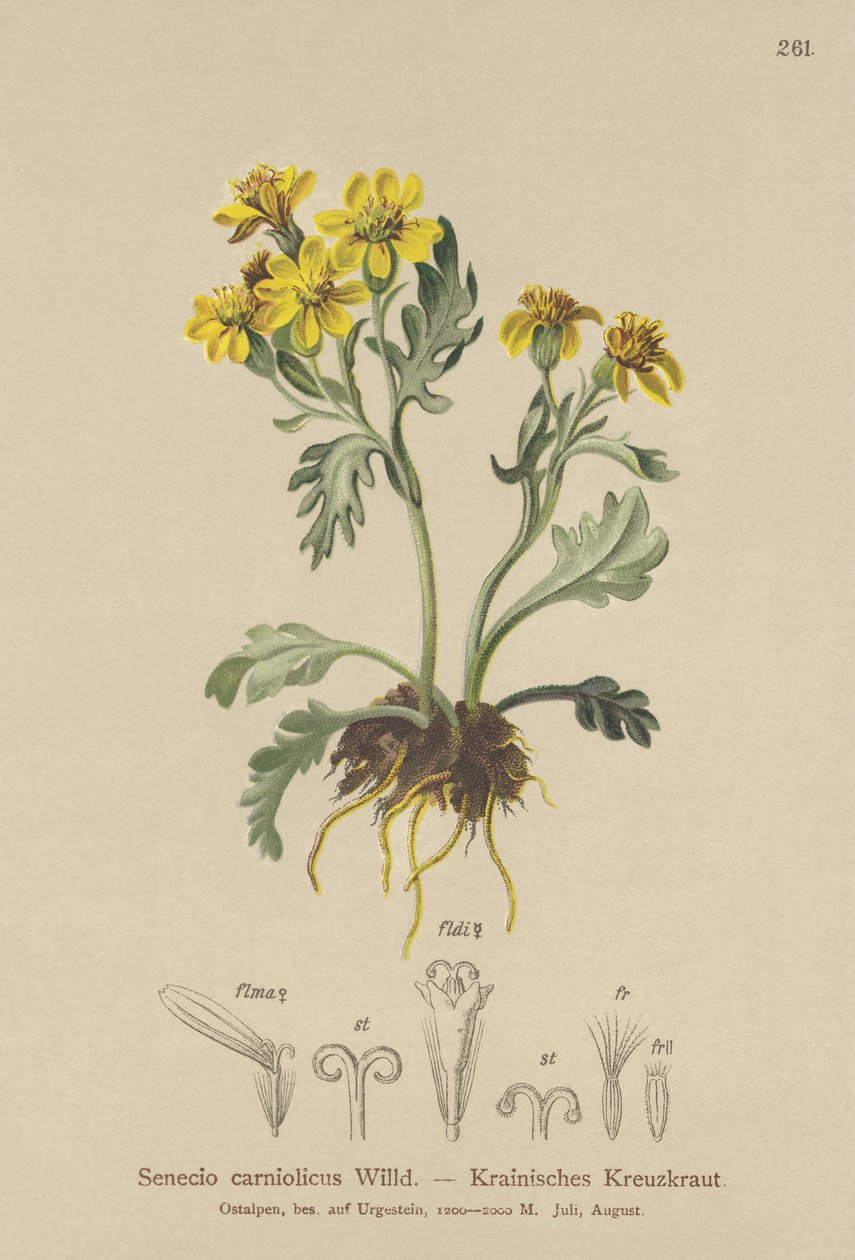 Carniolan ragwort (Senecio carniolicus, Senecio incanus subsp. carniolicus) av German School