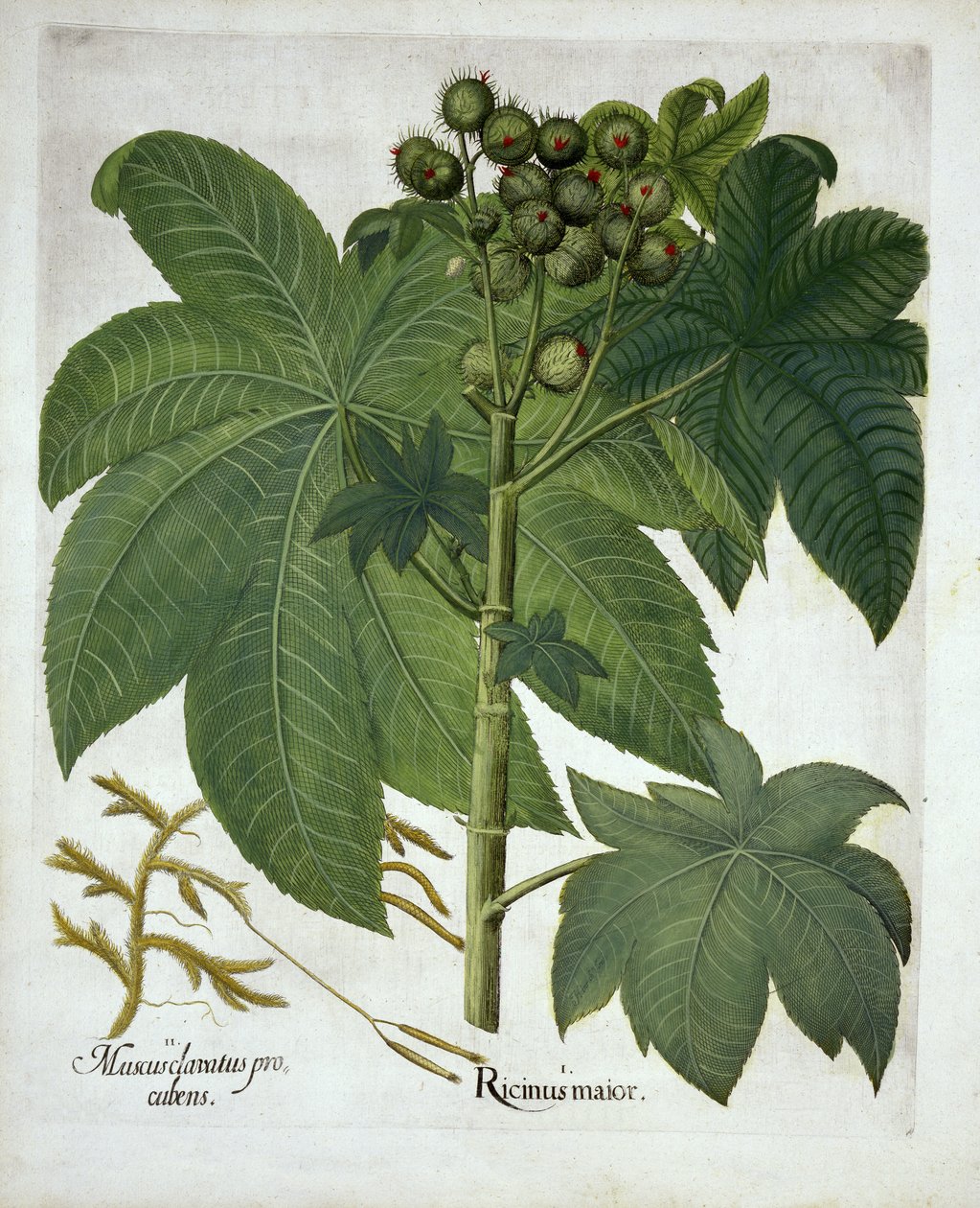 Castor Oil Plant, fra Hortus Eystettensis, av Basil Besler (1561-1629) pub. 1613 av German School