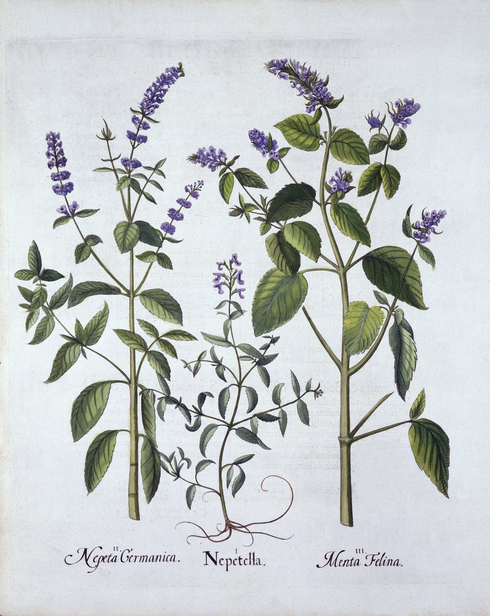 Catmintand Catnip, fra Hortus Eystettensis, av Basil Besler (1561-1629), pub. 1613 (håndfarget gravering) av German School