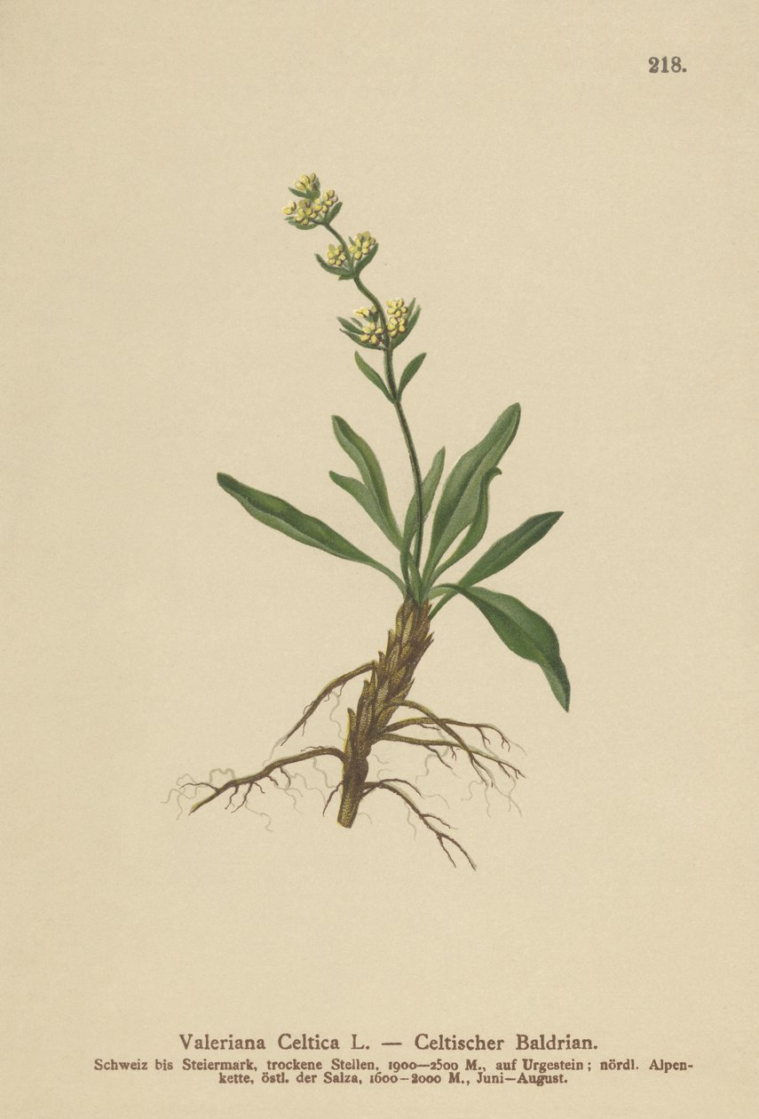 Celtic Spikenard (Valeriana celtica) av German School