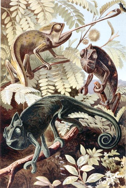 Kameleon, tallerken fra "Brehms Tierleben: Allgemeine Kunde des Tierreichs", vol.7, s.171, utgitt av Bibliographisches Institut av German School