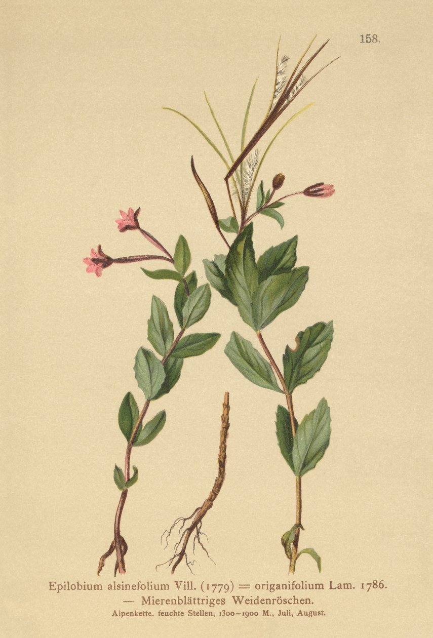 Kyllingpilsurt (Epilobium alsinefolium, Epilobium origanifolium) av German School