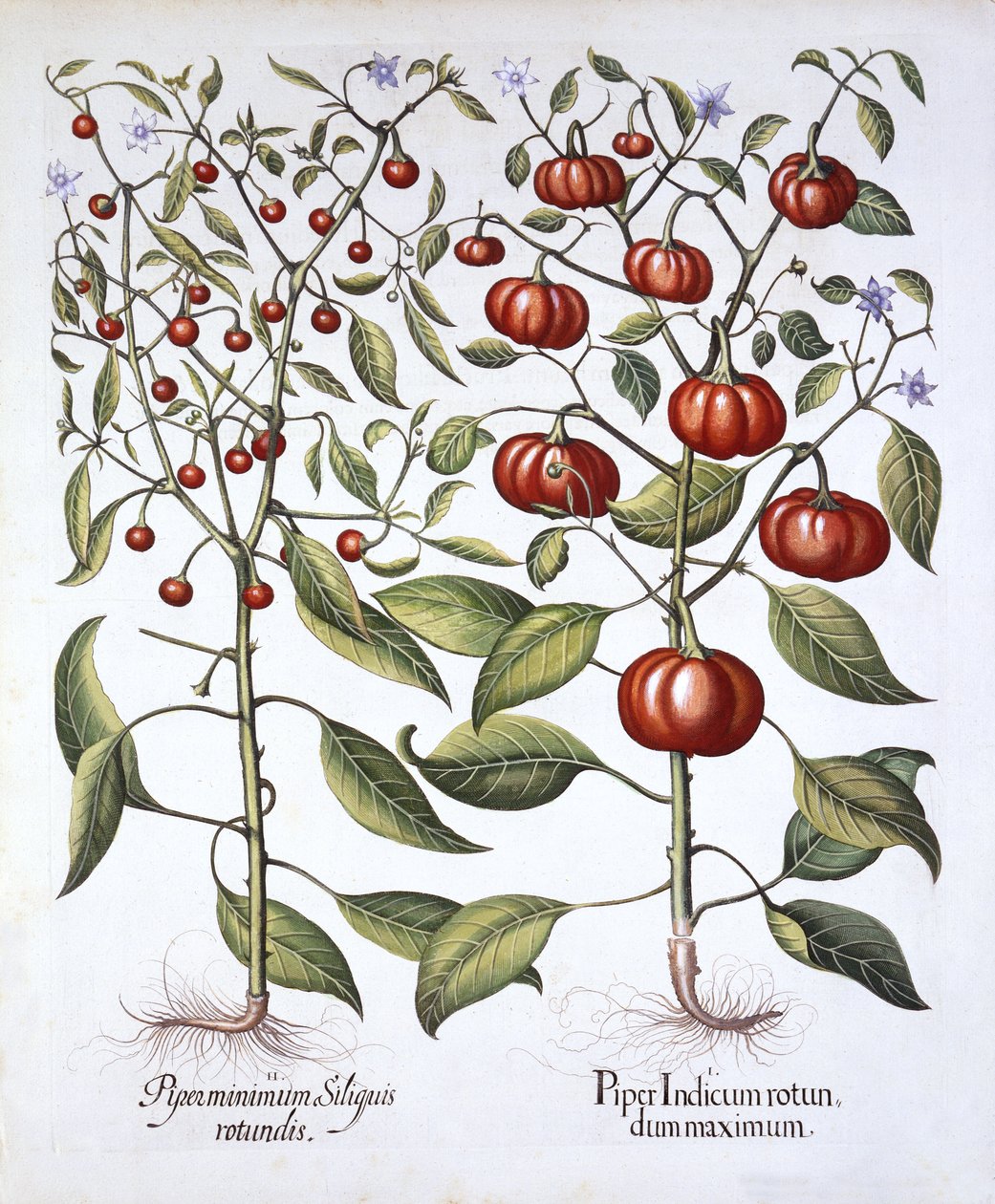 Chili Pepper [Nightshade Family], fra Hortus Eystettensis, av Basil Besler (1561-1629), pub. 1613 (håndfarget gravering) av German School
