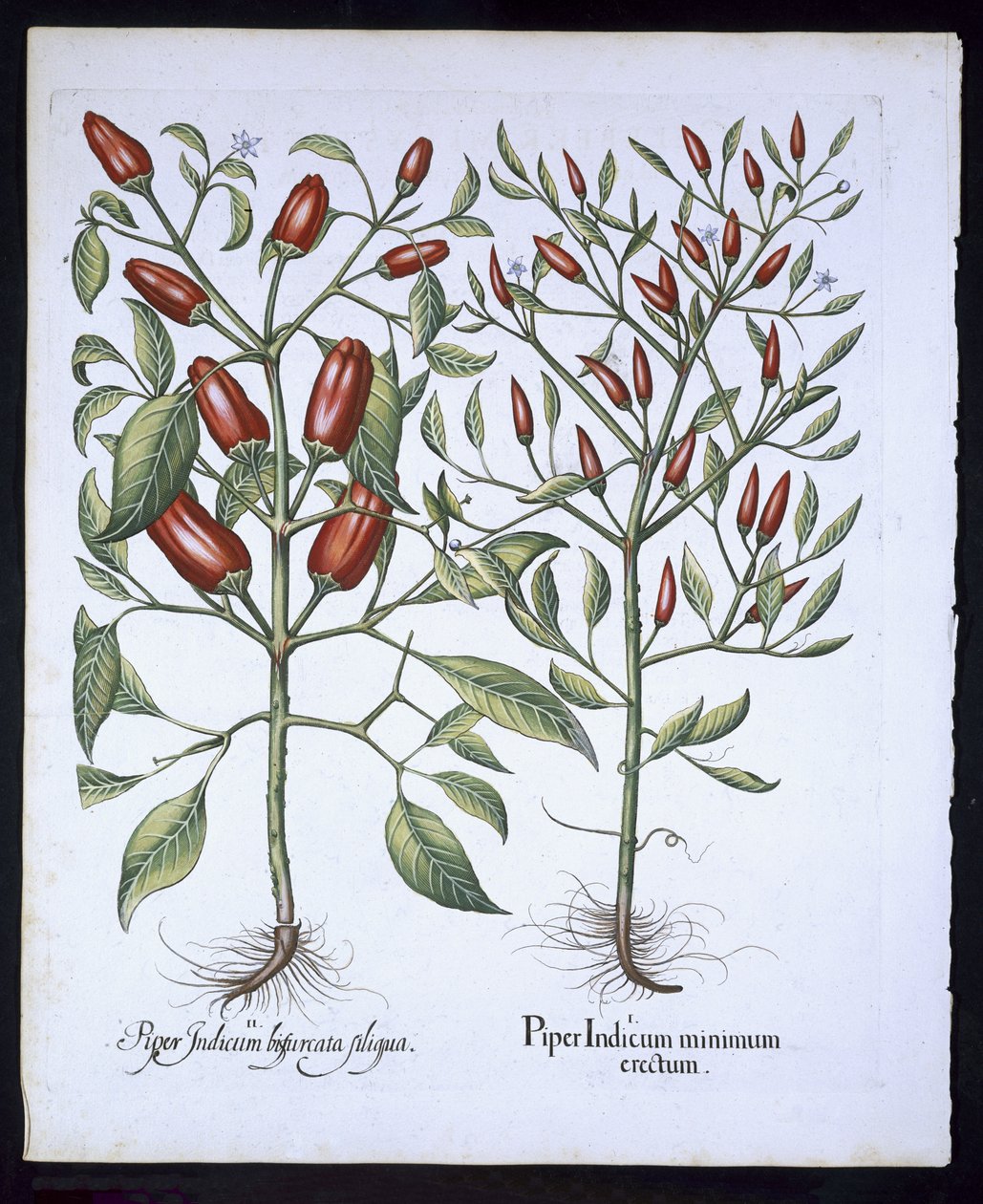 Chili Pepper planter, fra Hortus Eystettensis av Basil Besler (1561-1629), pub. 1613 (håndfarget gravering) av German School